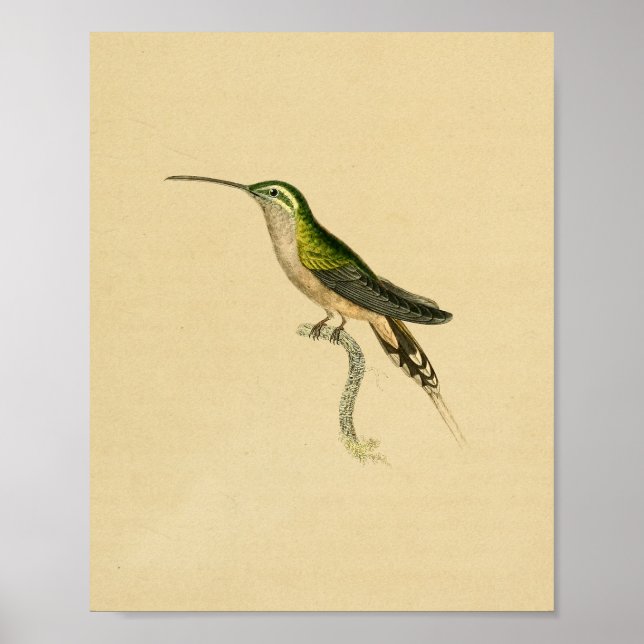 Póster Viñeta 1830 Colibrí Imprimir verde negro (Frente)