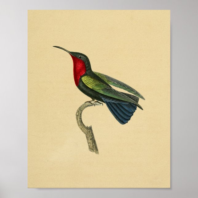 Póster Viñeta 1830 Hummingbird Imprimir Azul Rojo (Frente)