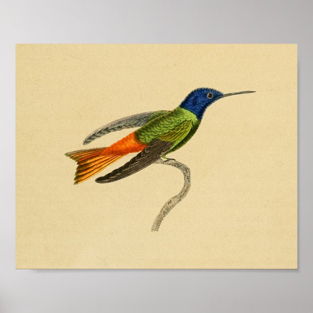 Póster Viñeta 1830 Hummingbird Imprimir Azul Rojo (Frente)