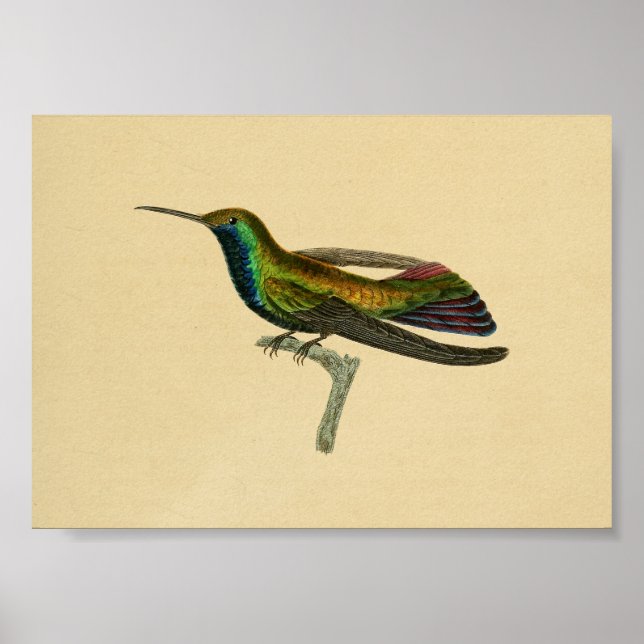 Póster Viñeta 1830 Hummingbird Imprimir Azul Rojo (Frente)