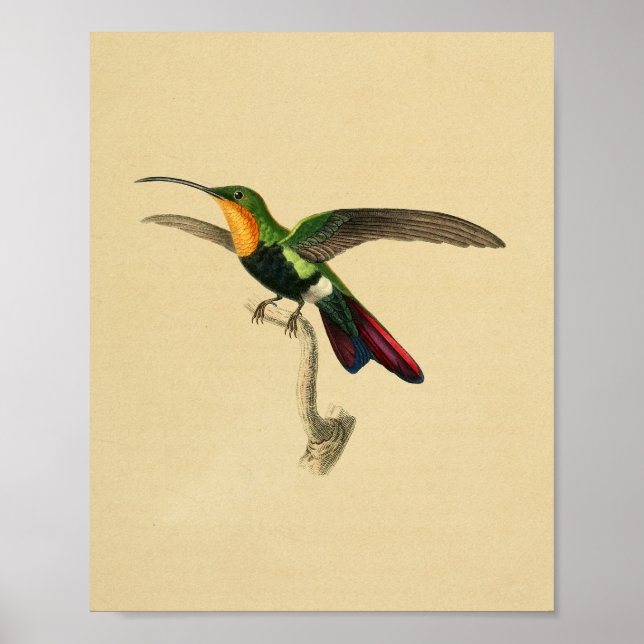 Póster Viñeta 1830 Hummingbird Imprimir negro rojo (Frente)