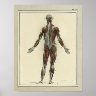 Póster Viñeta 1831 Músculos Anatomía posterior Imprimir