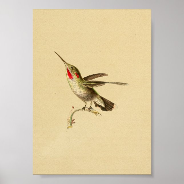 Póster Viñeta de 1830 Hummingbird Imprimir Rojo Provocado (Frente)