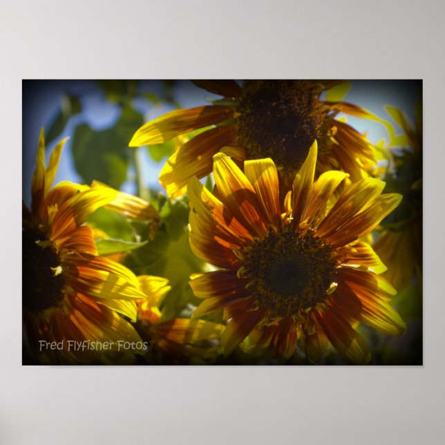 Póster Vineta negra de girasol de verano (Frente)