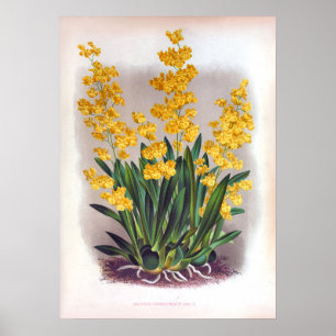 Póster Viñeta Oncidium Cheirophorum Orquídea Dorada Amari