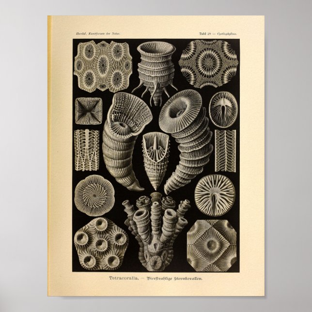 Póster Viñeta Tetracoralla Color Ernst Haeckel Imprimir (Frente)