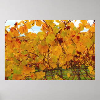 Póster Vineyard