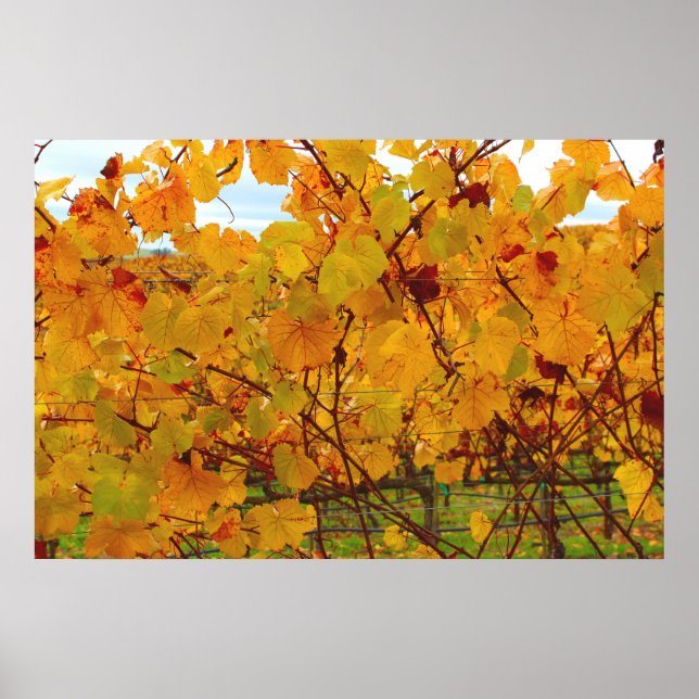 Póster Vineyard (Frente)