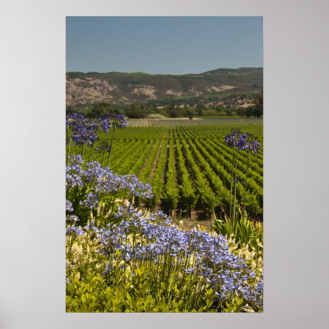 Póster Vineyard de California y Flores Púrpura (Frente)