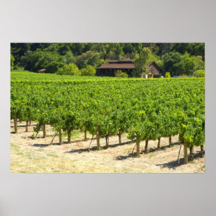 Póster Vineyard en el valle de Napa