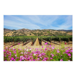 Póster Vineyard en el valle de Napa con Cosmos