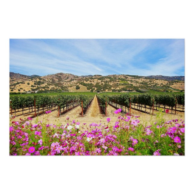 Póster Vineyard en el valle de Napa con Cosmos (Anverso)