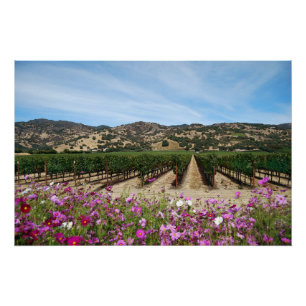 Póster Vineyard en el valle de Napa con Cosmos