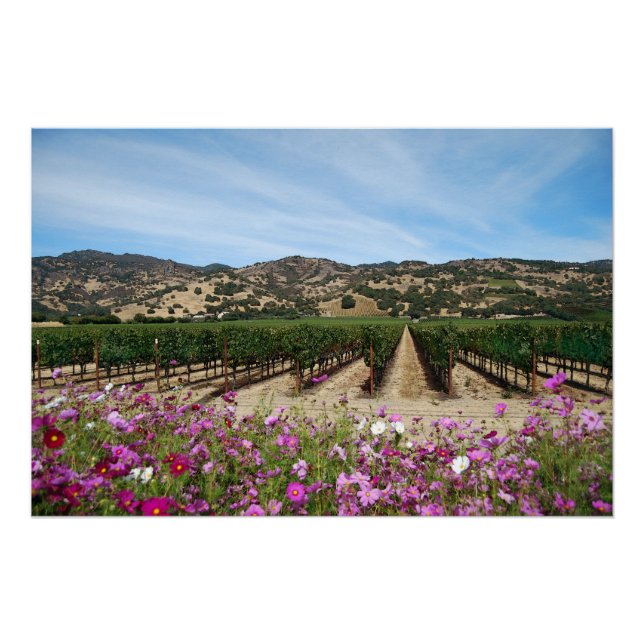 Póster Vineyard en el valle de Napa con Cosmos (Anverso)