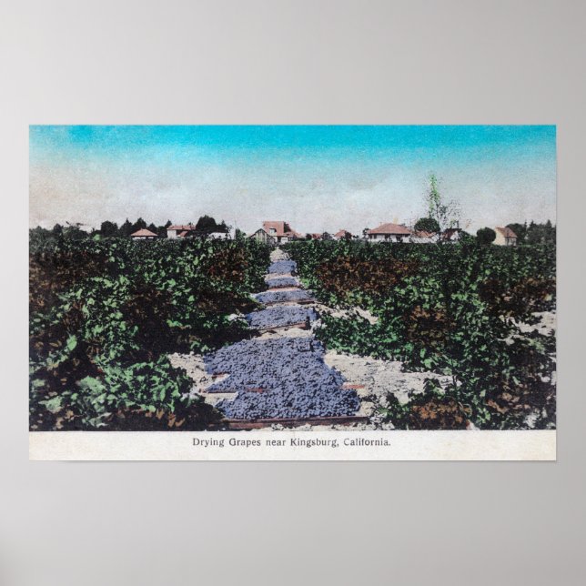Póster Vineyard Scene of Grapes DryingKingsburg, CA (Frente)