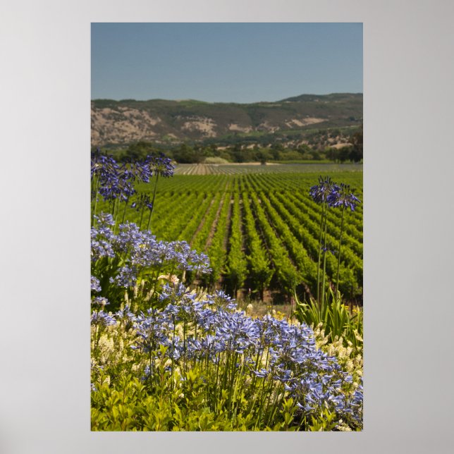 Póster Vineyard verde y flores moradas (Frente)