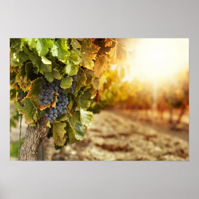 Póster Vineyards At Sunset (Frente)