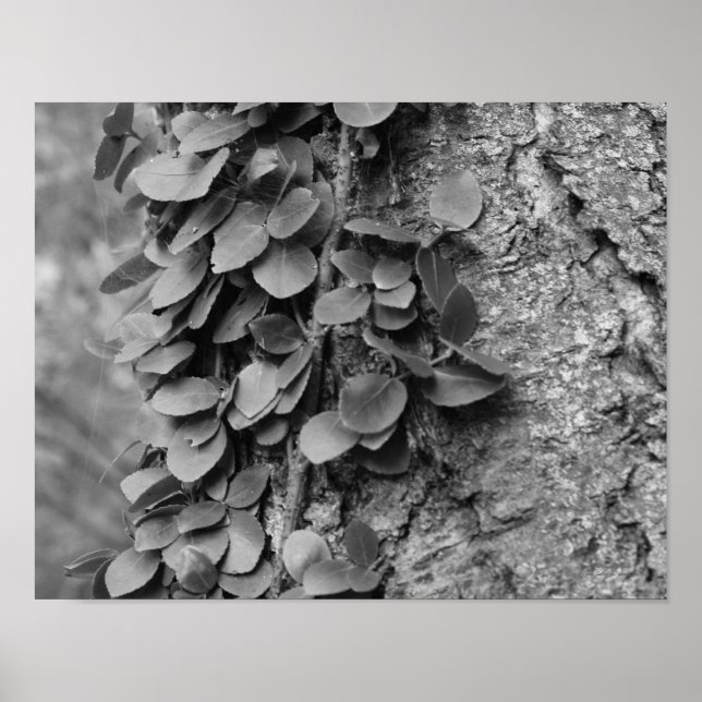 Póster Vino De Leafy Sobre Árbol Negro Y Blanco (Frente)