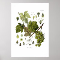 Vino de uva