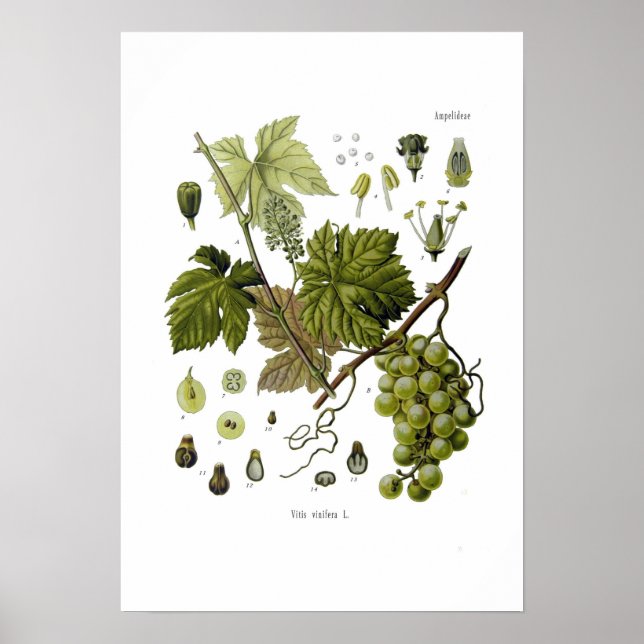 Póster Vino de uva (Frente)