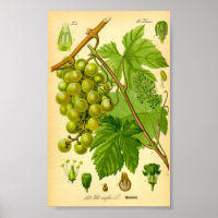 Vino de uva común (Vitis vinifera)