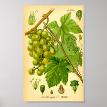 Vino de uva común (Vitis vinifera)