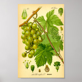 Póster Vino de uva común (Vitis vinifera)