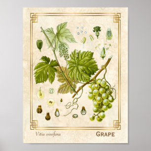 Póster Vino de uva de uva de hierba de cosecha