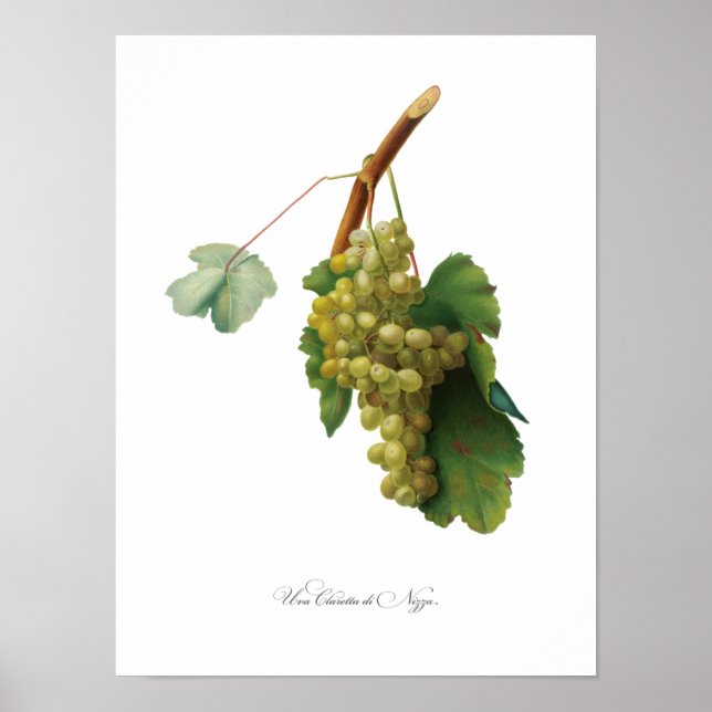 Póster Vino de uva - ilustracion de cosecha (Frente)