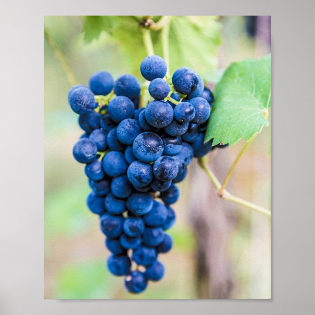 Póster Vino de uva para regalo de viticultor de vino (Frente)