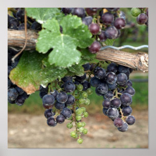 Póster Vino en el vino