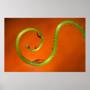 Póster Vino licitado con agua, California