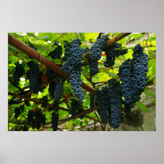 Póster Vinos de uva