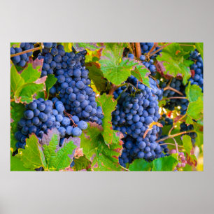 Póster Vinos de uvas negras, viñas