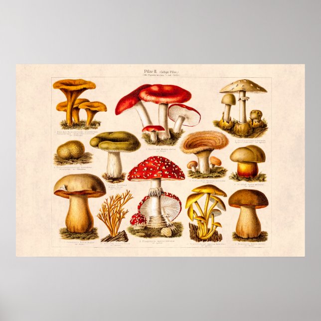 Póster Vintage 1800 Mushroom Variety Red Mushrooms (Frente)