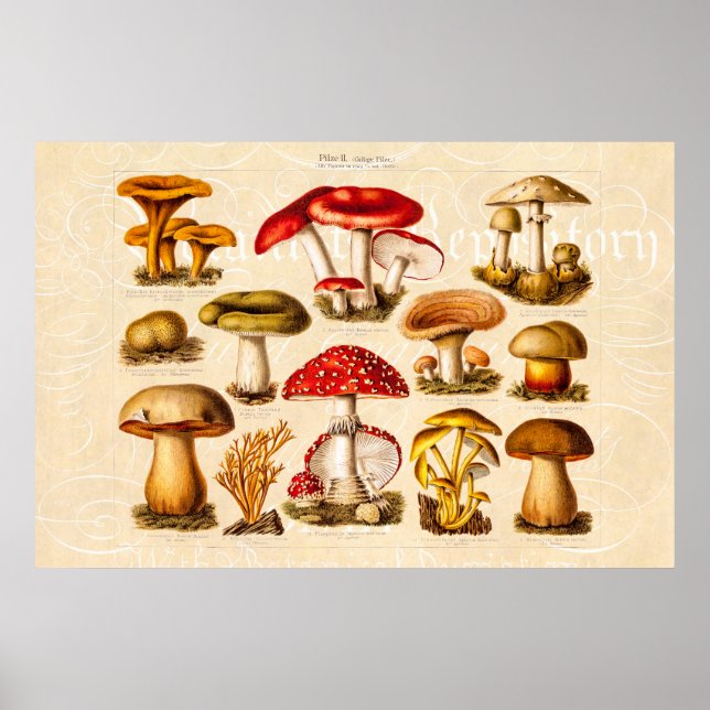 Póster Vintage 1800 Mushroom Variety Red Mushrooms (Frente)