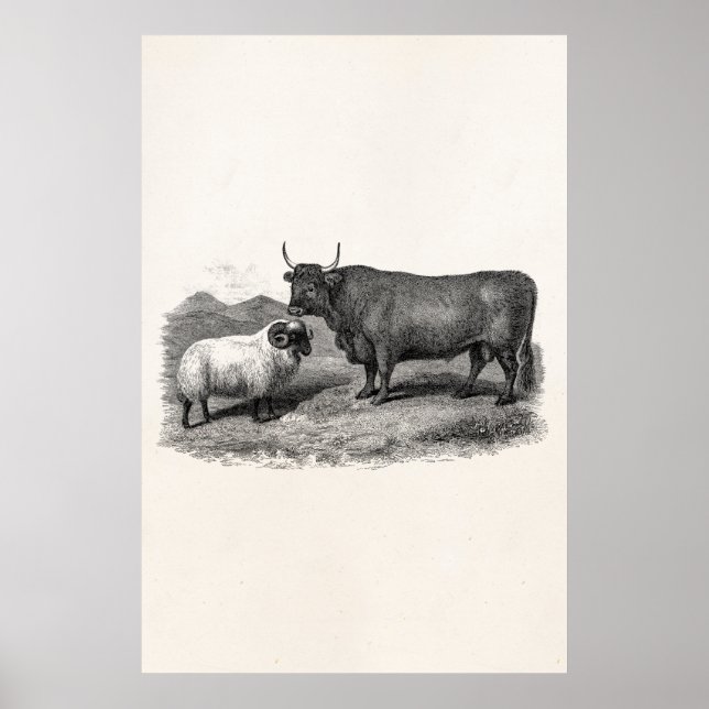 Póster Vintage 1800s Bull Sheep Illustration Retro Farm (Frente)