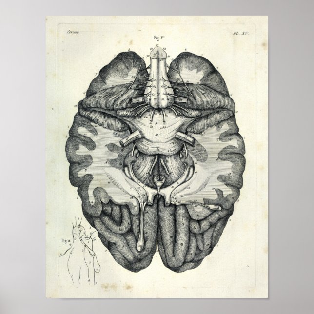 Póster Vintage 1805 Anatomía Cerebro Nervios Craneales Im (Frente)