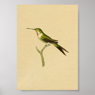 Póster Vintage 1830 Hummingbird Imprimir rojo verde