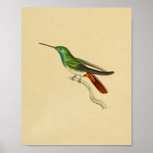 Póster Vintage 1830 Hummingbird Imprimir rojo verde