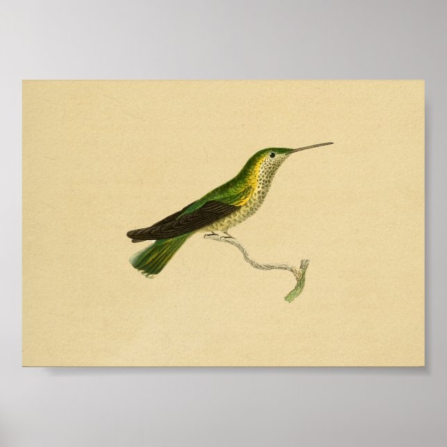Póster Vintage 1830 Hummingbird Imprimir verde amarillo (Frente)