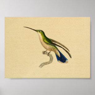 Póster Vintage 1830 Hummingbird Print Green Blue