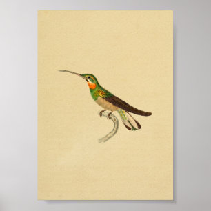 Póster Vintage 1830 Hummingbird Print Red Green