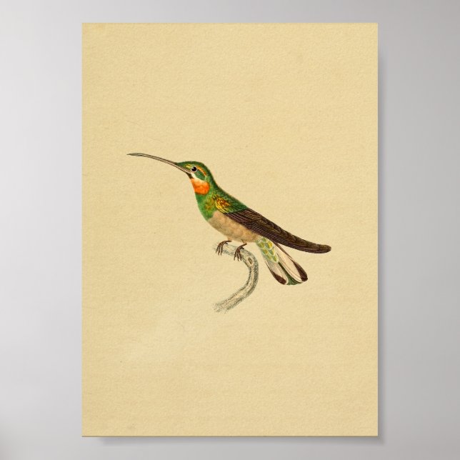 Póster Vintage 1830 Hummingbird Print Red Green (Frente)