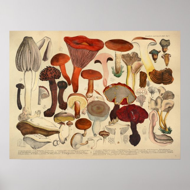 Póster Vintage 1831 Mushroom Variety Brown Red Print (Frente)