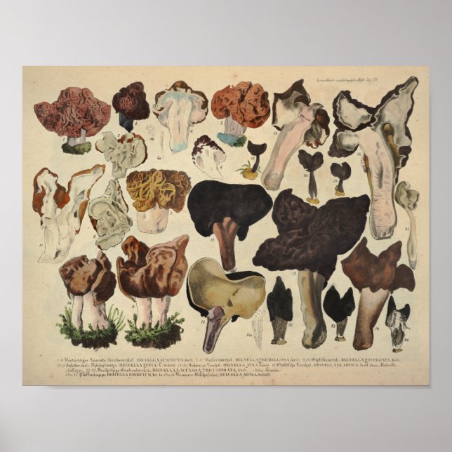 Póster Vintage 1831 Mushroom Variety Fungus Brown Print (Frente)