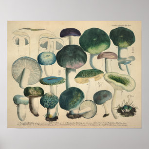 Póster Vintage 1831 Mushroom Variety Green Blue Print