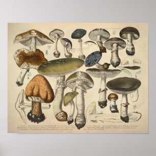 Póster Vintage 1831 Mushroom Variety Green Brown Print