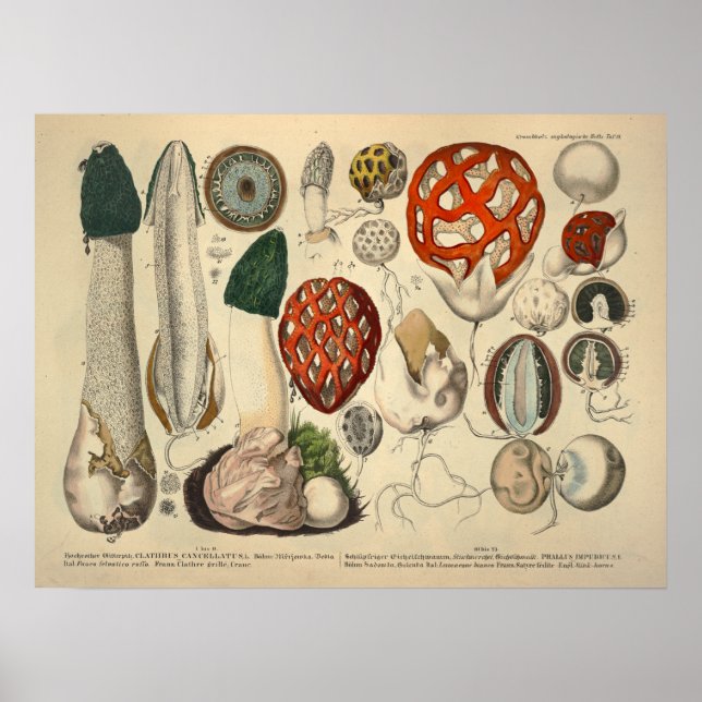 Póster Vintage 1831 Mushroom Variety Green Red Print (Frente)