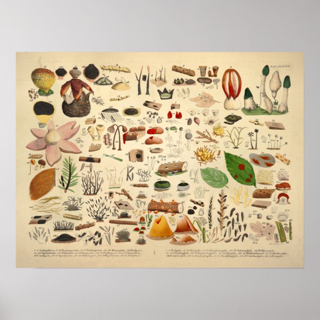 Póster Vintage 1831 Mushroom Variety Green Yellow Print (Frente)